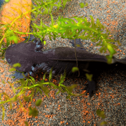 Spécimen femelle d'axolotl sauvage mélanique nommé Nova dans aquarium de présentation à l'élevage L'Axoloterie. Vu de dessus