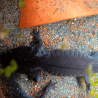 Spécimen femelle d'axolotl sauvage mélanique nommé Nova dans aquarium de présentation à l'élevage L'Axoloterie.. Vu de dessus