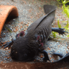 Spécimen femelle d'axolotl sauvage mélanique nommé Nova dans aquarium de présentation à l'élevage L'Axoloterie.