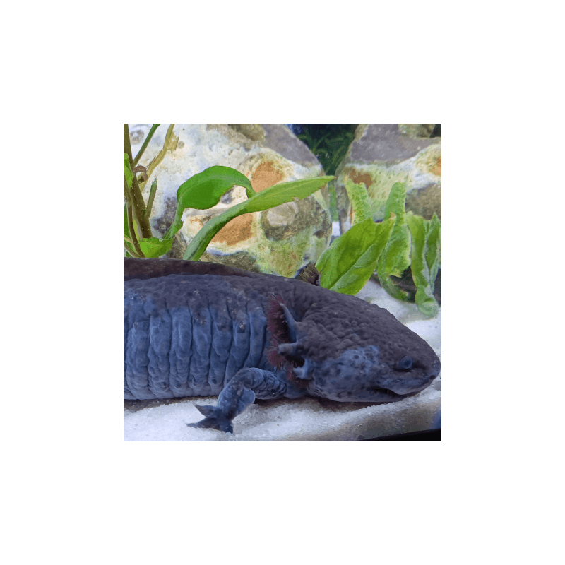 Spécimen mâle d'axolotl sauvage nommé Splash dans aquarium de présentation à l'élevage L'Axoloterie.