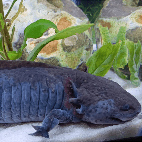 Spécimen mâle d'axolotl sauvage nommé Splash dans aquarium de présentation à l'élevage L'Axoloterie.