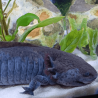 Spécimen mâle d'axolotl sauvage nommé Splash dans aquarium de présentation à l'élevage L'Axoloterie.