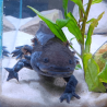 Spécimen mâle d'axolotl sauvage nommé Splash dans aquarium de présentation à l'élevage L'Axoloterie.