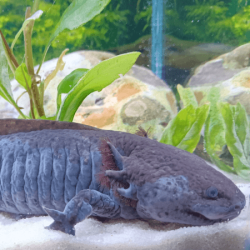 Spécimen mâle d'axolotl sauvage nommé Splash dans aquarium de présentation à l'élevage L'Axoloterie.