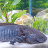 Spécimen mâle d'axolotl sauvage nommé Splash dans aquarium de présentation à l'élevage L'Axoloterie.