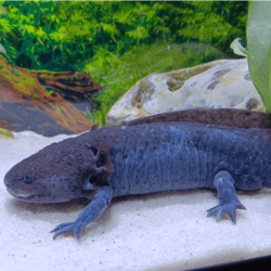 Spécimen mâle d'axolotl sauvage nommé Splash dans aquarium de présentation à l'élevage L'Axoloterie.