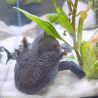 Spécimen mâle d'axolotl sauvage nommé Splash dans aquarium de présentation à l'élevage L'Axoloterie.