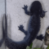 Spécimen mâle d'axolotl sauvage nommé Splash dans aquarium de présentation à l'élevage L'Axoloterie. Vu de dessus