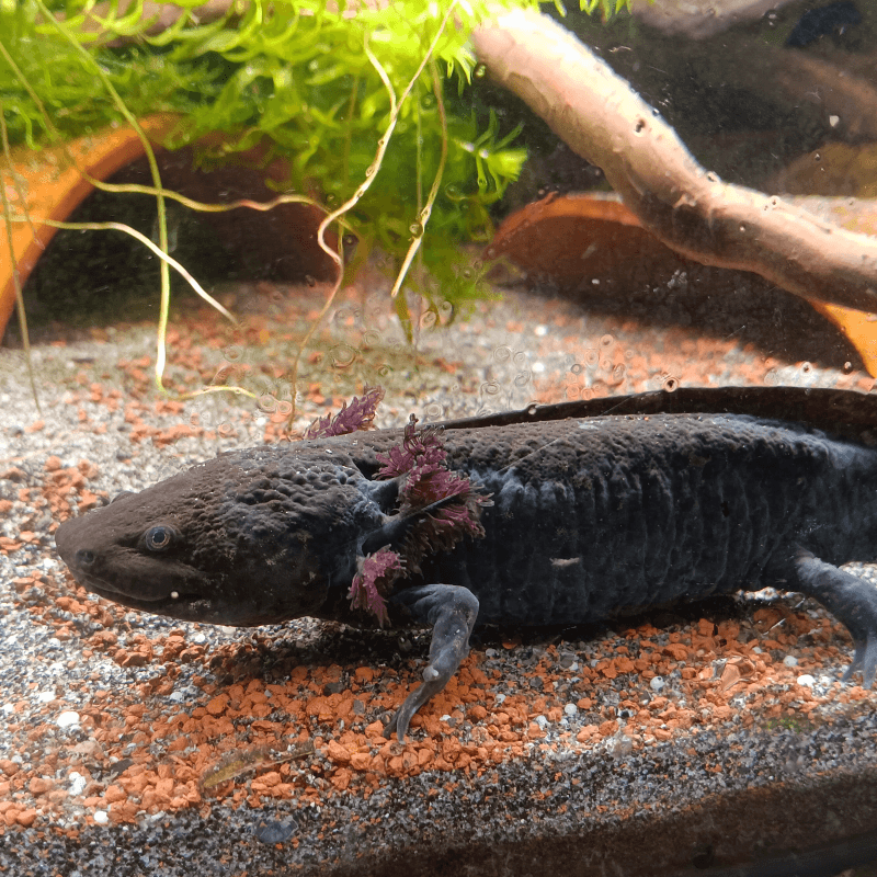 Axolotl Sauvage Lumi - Élevage Professionnel France