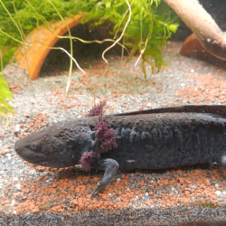 Axolotl Sauvage Lumi - Élevage Professionnel France