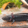 Axolotl Sauvage Lumi - Élevage Professionnel France
