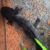 Axolotl Sauvage Lumi - Élevage Professionnel France