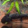 Axolotl Sauvage Lumi - Élevage Professionnel France