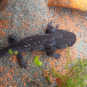 Axolotl Sauvage Lumi - Élevage Professionnel France