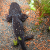 Axolotl Sauvage Lumi - Élevage Professionnel France