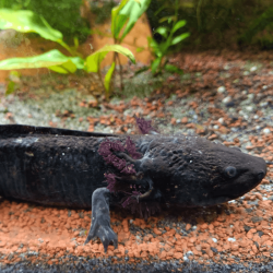 Axolotl Sauvage Lumi - Élevage Professionnel France