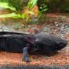 Axolotl Sauvage Lumi - Élevage Professionnel France