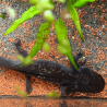 Axolotl Sauvage Lumi - Élevage Professionnel France