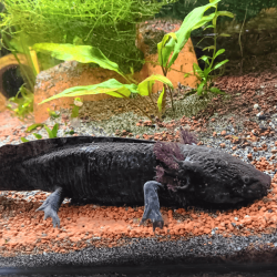 Axolotl Sauvage Lumi - Élevage Professionnel France