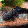 Axolotl Sauvage Lumi - Élevage Professionnel France