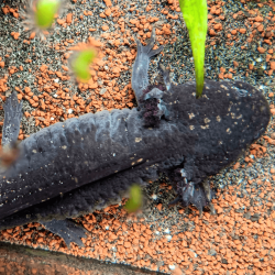 Spécimen femelle d'axolotl sauvage nommé Lotus dans aquarium de présentation à l'élevage L'Axoloterie.