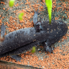 Spécimen femelle d'axolotl sauvage nommé Lotus dans aquarium de présentation à l'élevage L'Axoloterie.