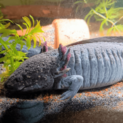 Spécimen femelle d'axolotl sauvage nommé Lotus dans aquarium de présentation à l'élevage L'Axoloterie. De profil