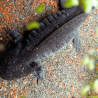 Spécimen femelle d'axolotl sauvage nommé Lotus dans aquarium de présentation à l'élevage L'Axoloterie. De dessus