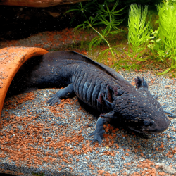 Spécimen femelle d'axolotl sauvage nommé Lotus dans aquarium de présentation à l'élevage L'Axoloterie. Sortant de sa cachette