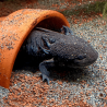 Spécimen femelle d'axolotl sauvage nommé Lotus dans aquarium de présentation à l'élevage L'Axoloterie. Dans sa cachette