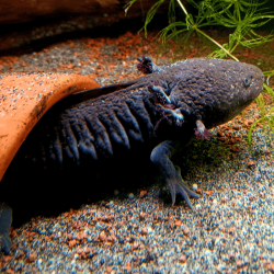 Spécimen femelle d'axolotl sauvage nommé Lotus dans aquarium de présentation à l'élevage L'Axoloterie. Dans sa cachette