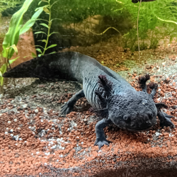 Spécimen femelle d'axolotl sauvage nommé Briny dans aquarium de présentation à l'élevage L'Axoloterie.