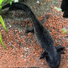 Spécimen femelle d'axolotl sauvage nommé Briny dans aquarium de présentation à l'élevage L'Axoloterie. Vu de dessus