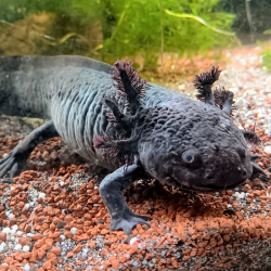 Spécimen femelle d'axolotl sauvage nommé Briny dans aquarium de présentation à l'élevage L'Axoloterie.