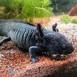 Spécimen femelle d'axolotl sauvage nommé Briny dans aquarium de présentation à l'élevage L'Axoloterie.
