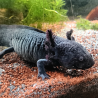 Spécimen femelle d'axolotl sauvage nommé Briny dans aquarium de présentation à l'élevage L'Axoloterie.