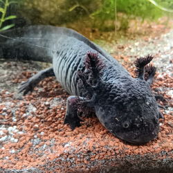 Spécimen femelle d'axolotl sauvage nommé Briny dans aquarium de présentation à l'élevage L'Axoloterie.