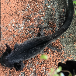 Spécimen femelle d'axolotl sauvage nommé Briny dans aquarium de présentation à l'élevage L'Axoloterie. Vu de dessus