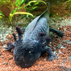 Axolotl Sauvage Briny - Élevage Professionnel France