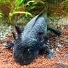 Axolotl Sauvage Briny - Élevage Professionnel France