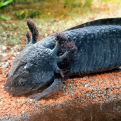 Spécimen femelle d'axolotl sauvage nommé Briny dans aquarium de présentation à l'élevage L'Axoloterie. Regard ravageur