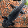 Spécimen femelle d'axolotl sauvage nommé Briny dans aquarium de présentation à l'élevage L'Axoloterie. Vu de dessus