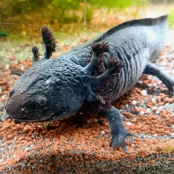 Spécimen femelle d'axolotl sauvage nommé Briny dans aquarium de présentation à l'élevage L'Axoloterie. Sourire en coin