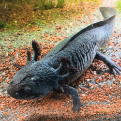 Spécimen femelle d'axolotl sauvage nommé Briny dans aquarium de présentation à l'élevage L'Axoloterie.