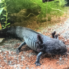 Spécimen femelle d'axolotl sauvage nommé Briny dans aquarium de présentation à l'élevage L'Axoloterie.