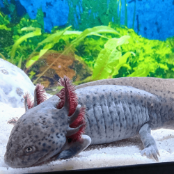 Spécimen femelle d'axolotl sauvage nommé Melody dans aquarium de présentation à l'élevage L'Axoloterie.