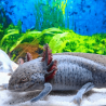 Spécimen femelle d'axolotl sauvage nommé Melody dans aquarium de présentation à l'élevage L'Axoloterie. Pas contente