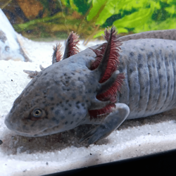 Spécimen femelle d'axolotl sauvage nommé Melody dans aquarium de présentation à l'élevage L'Axoloterie. N'aime pas les photos