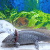 Axolotl Sauvage Melody - Élevage Professionnel France