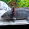 Spécimen femelle d'axolotl sauvage nommé Melody dans aquarium de présentation à l'élevage L'Axoloterie.